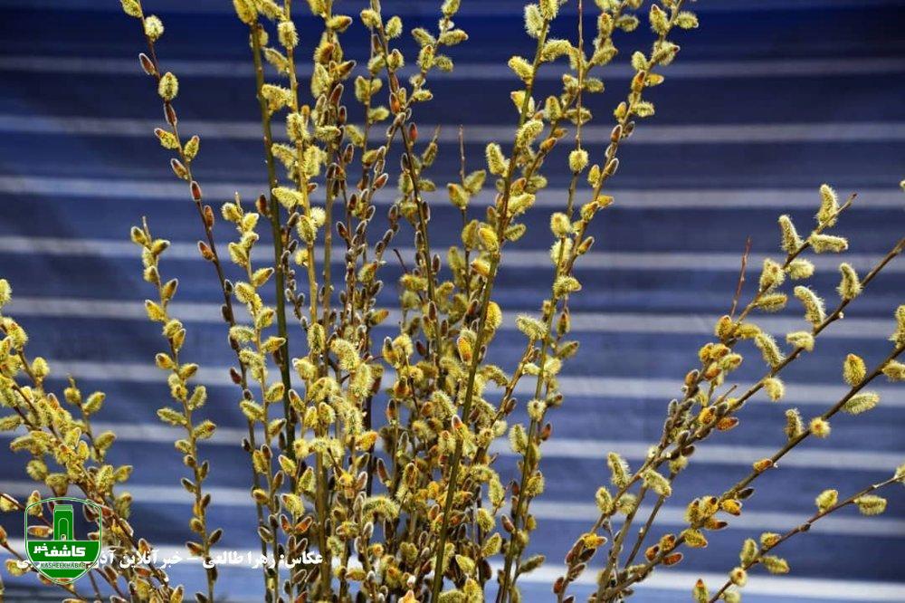 این گیاه دارویی مانند آرامبخش عمل میکند