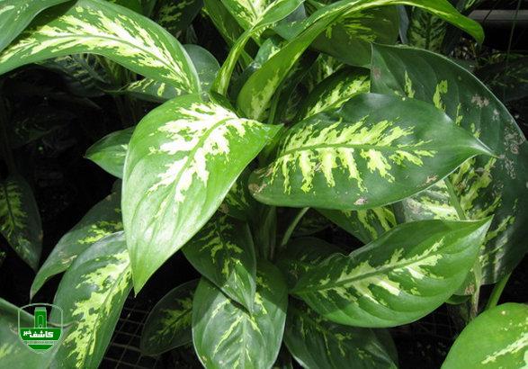 هشدار سازمان غذا و دارو درباره گلهای آپارتمانی سمی