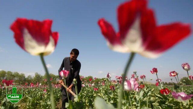 افزایش ۳ برابری درآمد کشاورزان افغان بابت کشت تریاک/ جهش شدید افغانستان برای تولید روانگردان