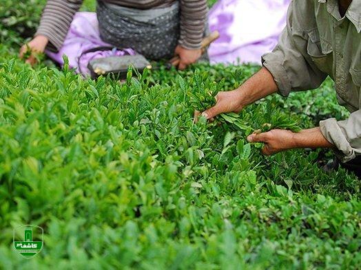 پرداخت ۹۲ درصد مطالبات چایکاران شمال کشور پرداخت ۹۲ درصد مطالبات چایکاران شمال کشور