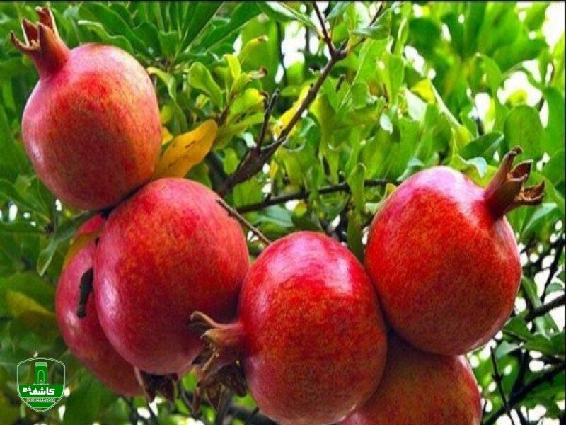 معجزه انار در درمان این بیماریها