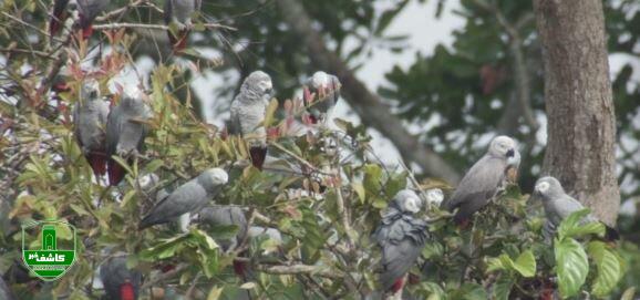 بیماری «تب طوطی» چیست و آیا نگرانکننده است؟