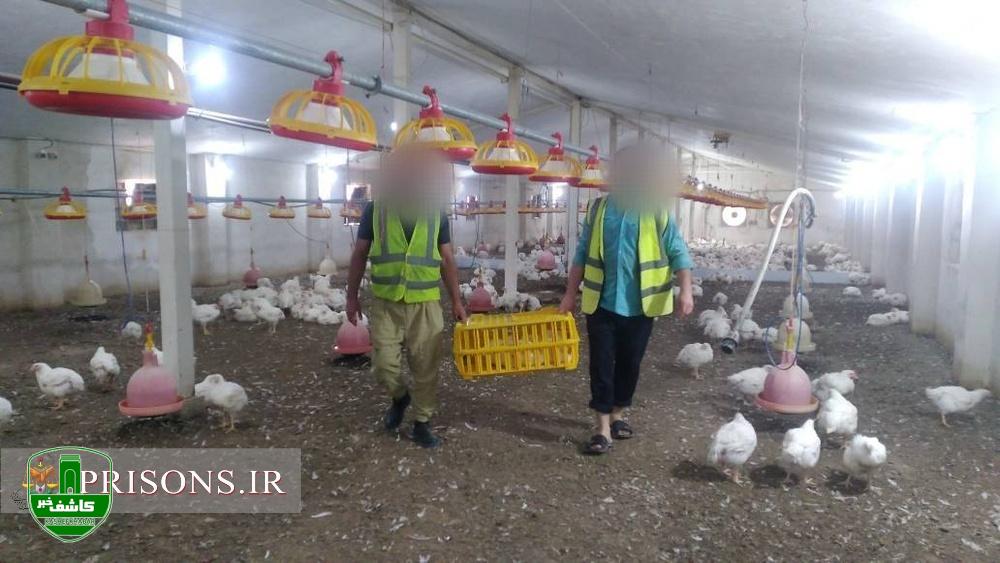 عرضه ۱۴ تن مرغ و ۲ تن ماهی توسط زندانیان لاهیجان به بازار عید کشور