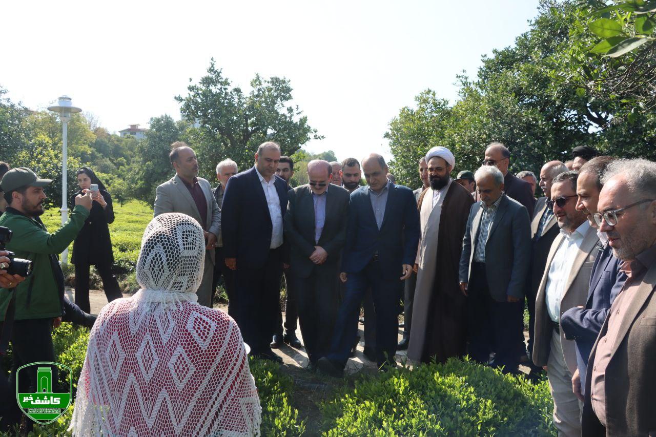 با حضور استاندار گیلان ؛ آغاز فصل برداشت چای در گیلان با حضور استاندار گیلان ؛ آغاز فصل برداشت چای در گیلان