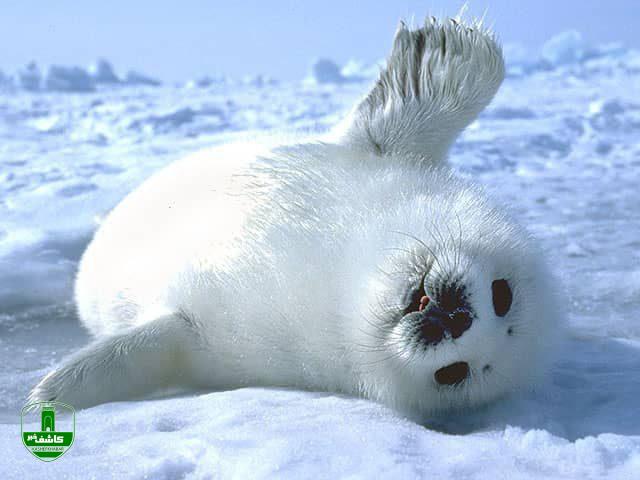 مرگ فک های خزری، ترانه ی یک تژادی بزرگ، برای سوگواری دیگر بر دریای خزر