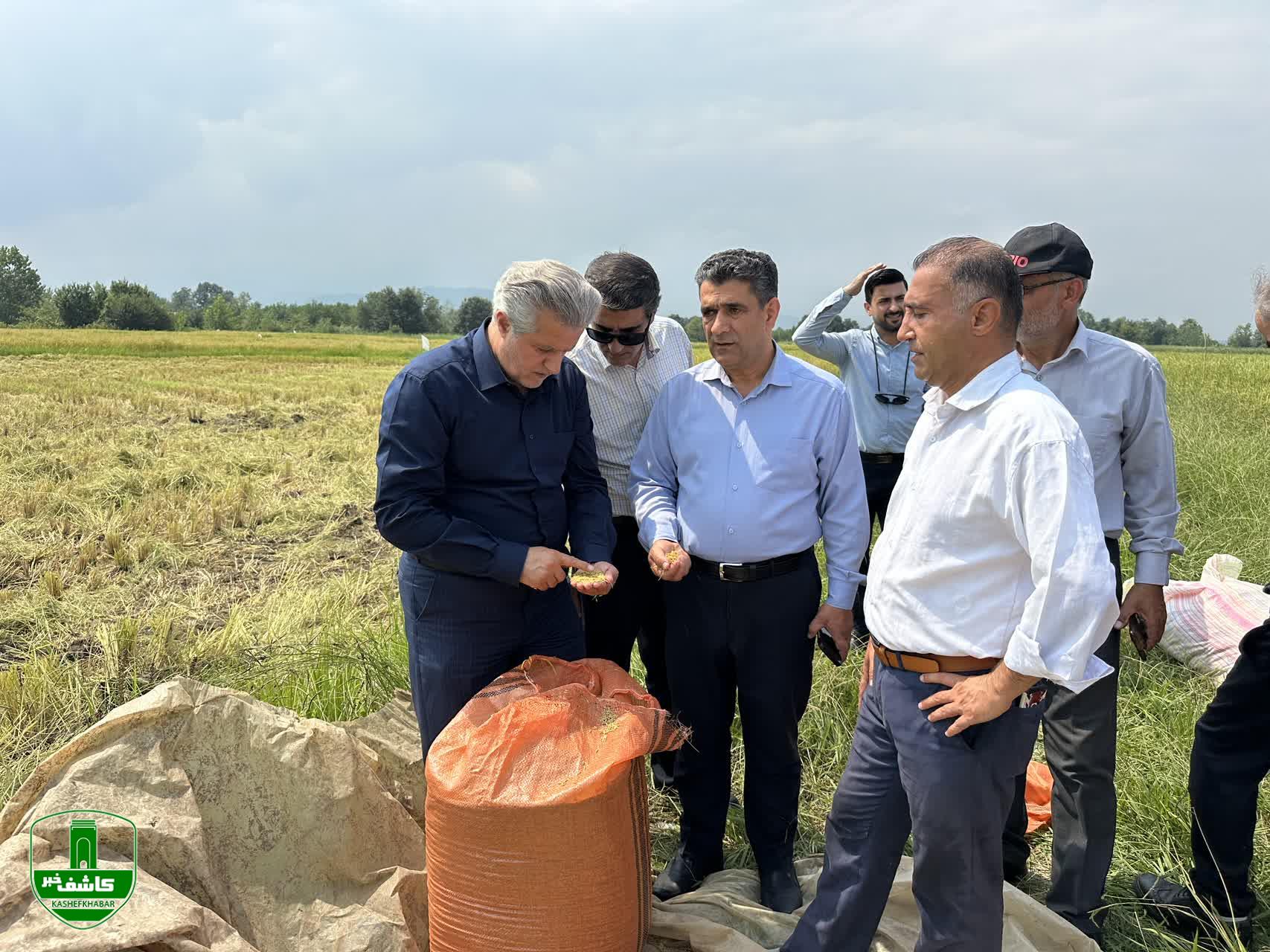 اولین برداشت مکانیزه برنج در شهرستان لاهیجان انجام شد