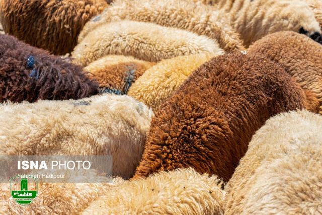 ثبات نسبی قیمت دام زنده/ چرا گوشت همچنان گران به دست مصرف‌کننده می‌رسد؟