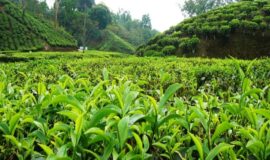 آغاز پرداخت تسهیلات کم بهره به چایکاران و کارخانه داران چایسازی شمال کشور