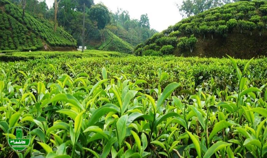 آغاز پرداخت تسهیلات کم بهره به چایکاران و کارخانه داران چایسازی شمال کشور