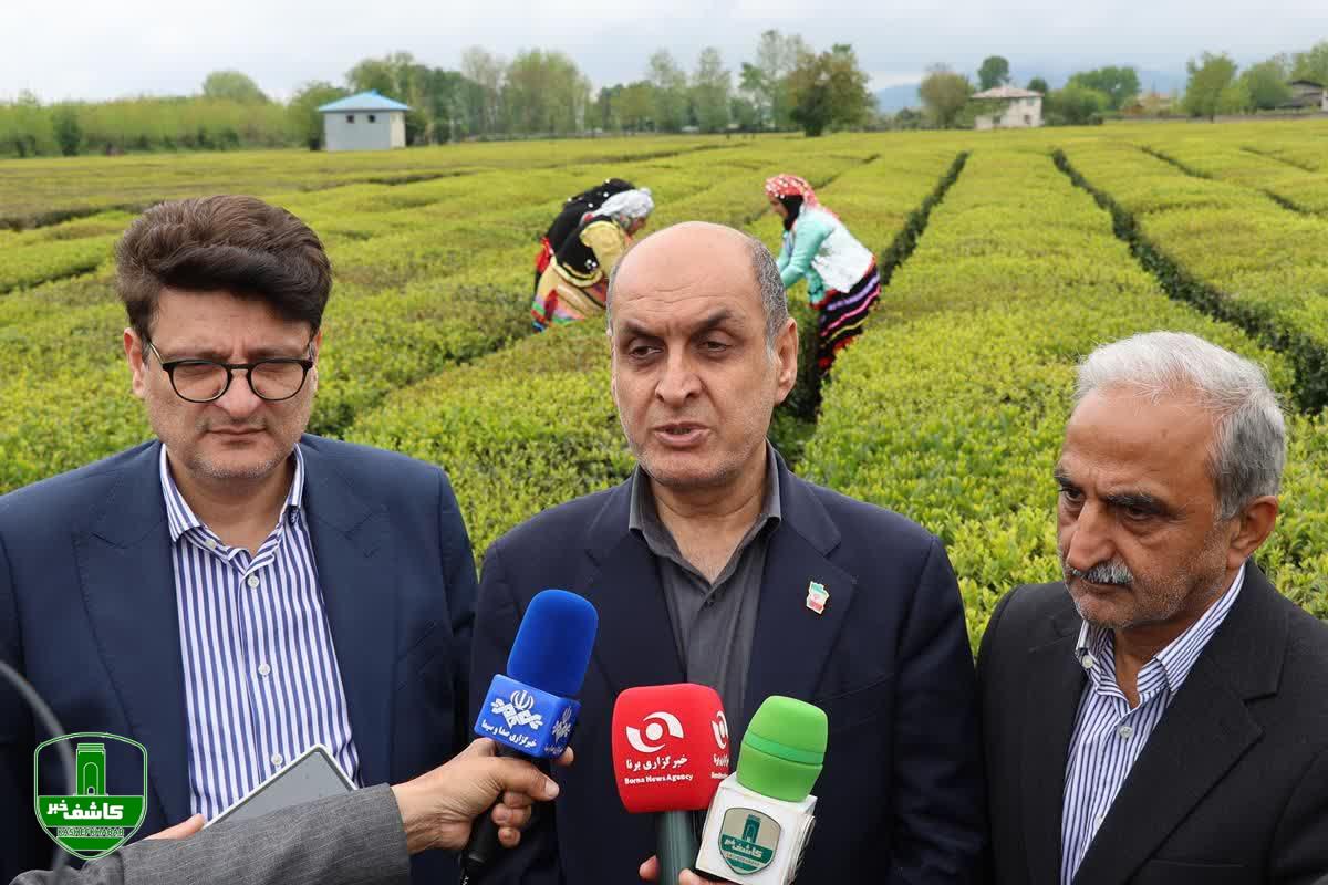 استاندار گیلان در آیین برداشت چای بهاره: نرخ خرید تضمینی برگ سبز ۷۰ درصد افزایش یافت