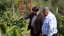 نخستین ثمرات سرمایهگذاری اوقاف در باغ مرکبات لاهیجان