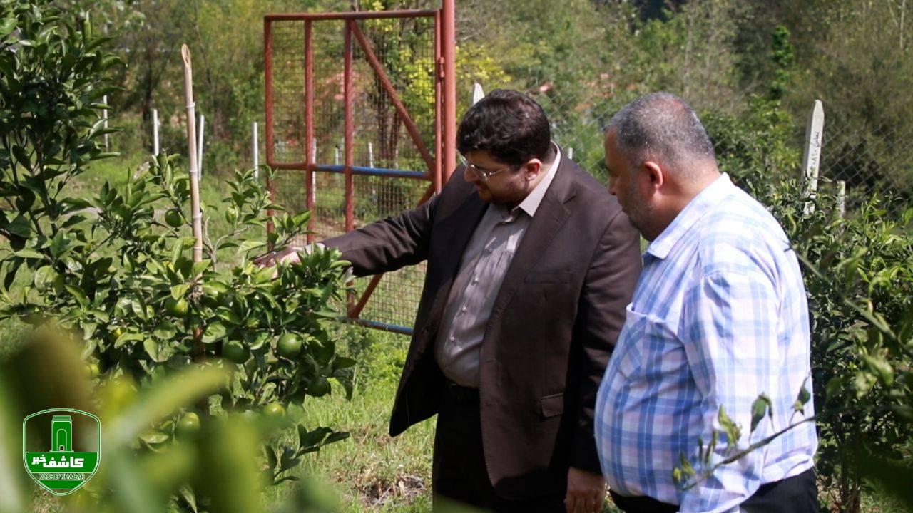 نخستین ثمرات سرمایهگذاری اوقاف در باغ مرکبات لاهیجان نخستین ثمرات سرمایهگذاری اوقاف در باغ مرکبات لاهیجان
